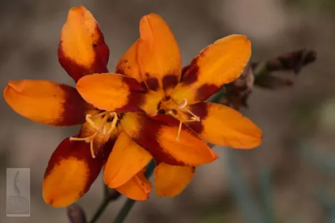 Crocosmia hybr. 'Emily McKenzie'