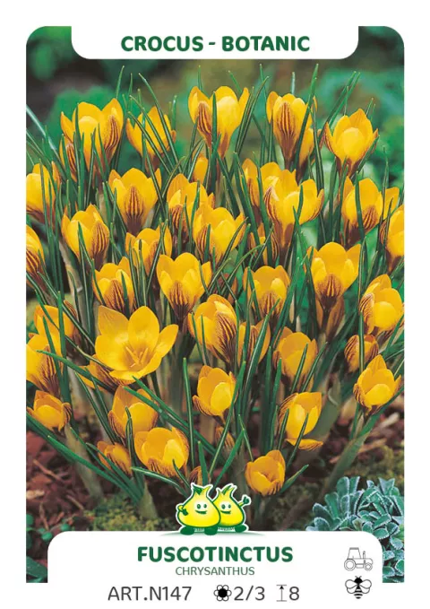 Crocus bot. 'Fuscotinctus'