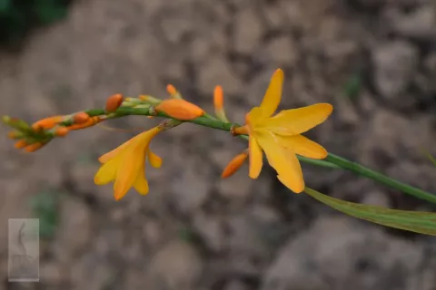 Crocosmia hybr. 'George Davidson'