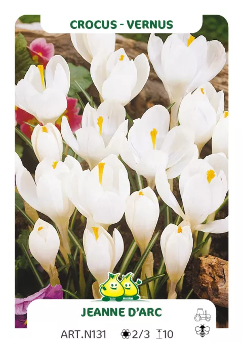 Crocus vernus 'Jeanne d'Arc'