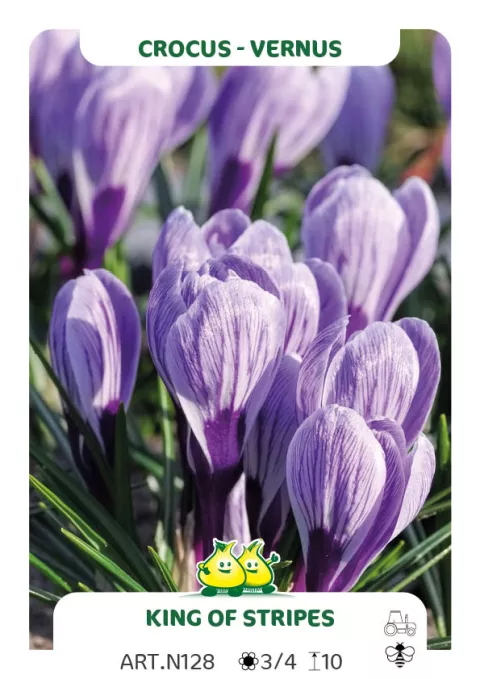 Crocus vernus 'King of Stripes'