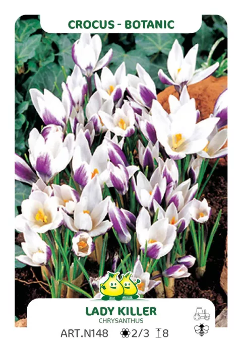 Crocus bot. 'Lady Killer'
