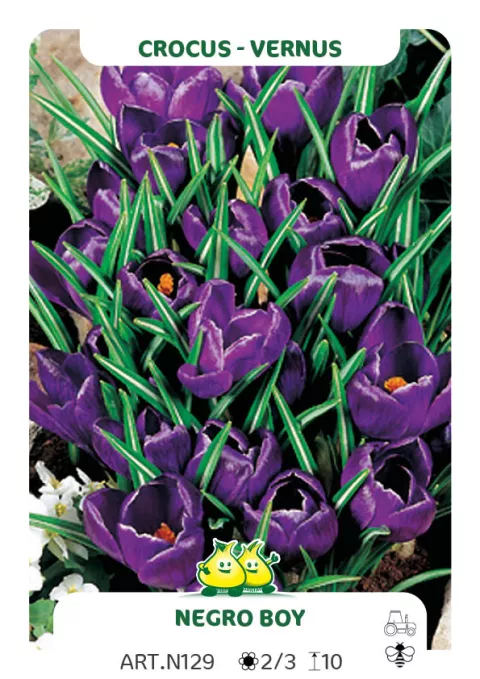 Crocus vernus 'Negro Boy'