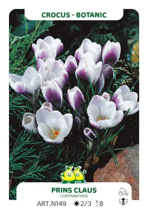 Crocus bot. 'Prins Claus'