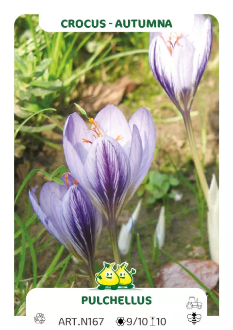Crocus 'Pulchellus'