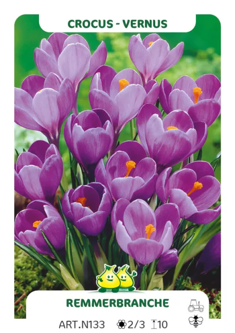 Crocus vernus 'Remmerbranche'