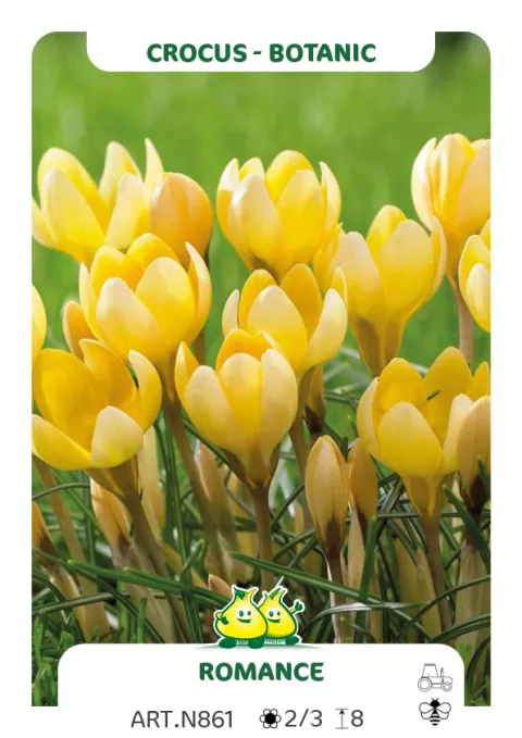 Crocus bot. 'Romance'