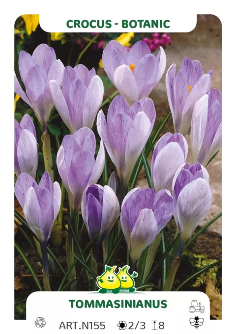 Crocus bot. 'Tommasinianus'