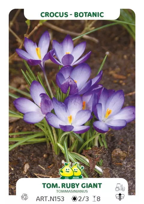 Crocus bot. 'Tom. Ruby Giant'