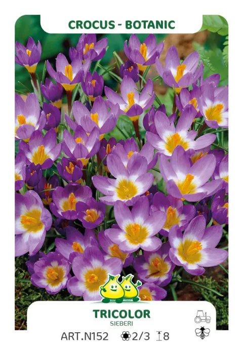 Crocus bot. 'Tricolor'