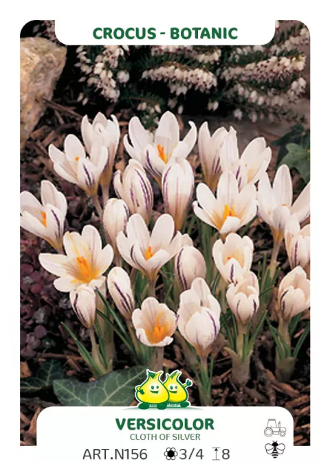 Crocus bot. 'Versicolor 'Pictuatus' Cloth of Silve