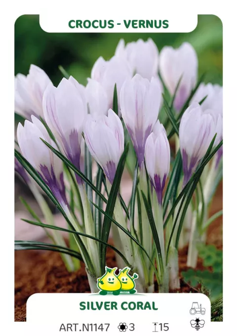 Crocus vernus 'Silver Coral'