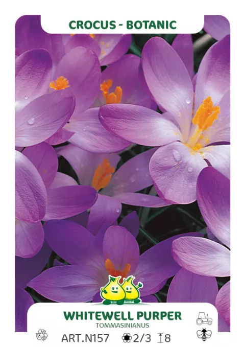 Crocus bot. 'Whitewell Purper'