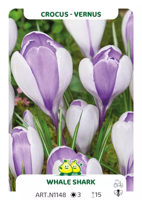 Crocus vernus 'Whale Shark'