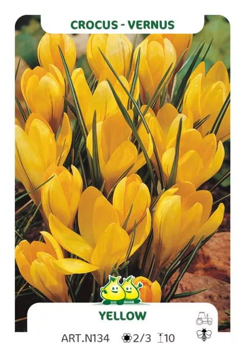 Crocus vernus 'Yellow'