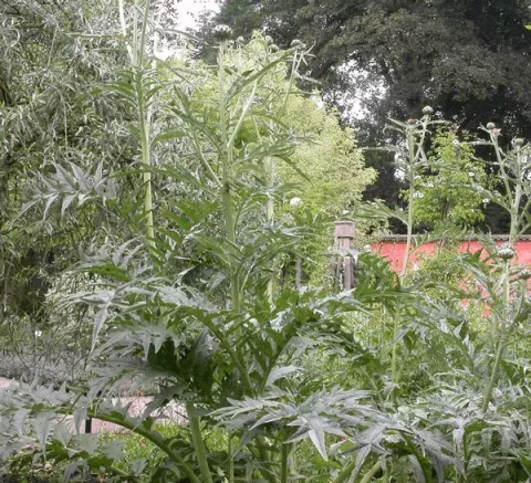 Cynara cardunculus  (sierartisjok)