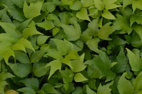 Cyrtomium falcatum (ijzervaren)