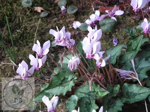 Cyclamen hederifolium (='Rosenteppich')