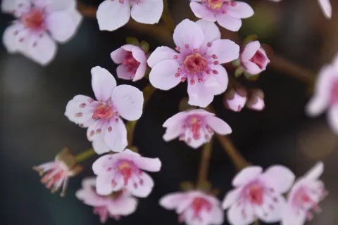 Darmera peltata
