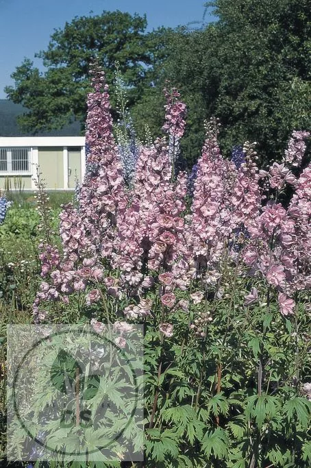 Delphinium (P) 'Astolat'