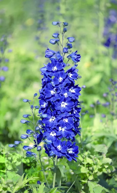 Delphinium (P) 'Blue Bird'