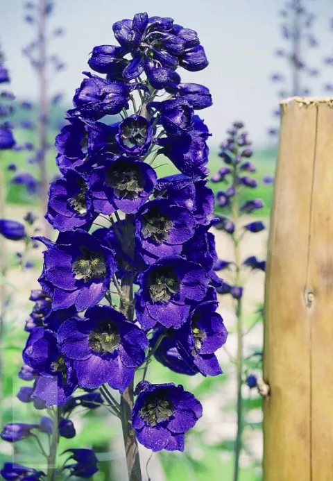 Delphinium (P) 'Black Knight'