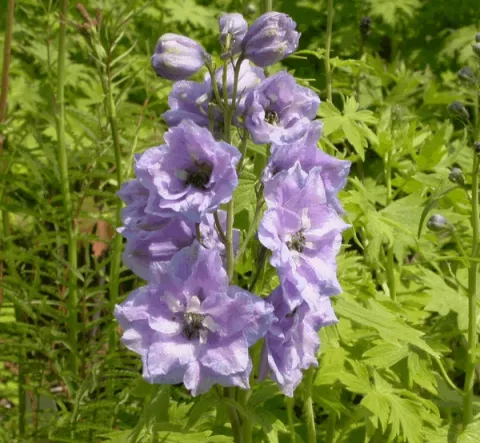 Delphinium (P) 'Camelliard'