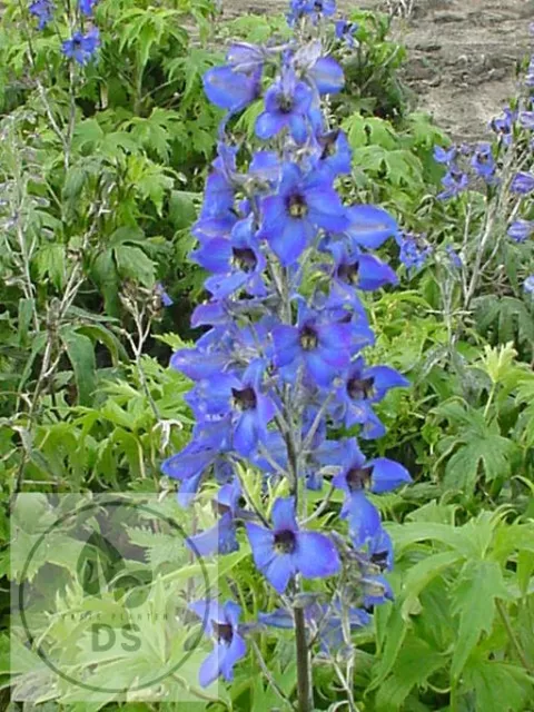 Delphinium hybr. 'Finsteraarhorn'