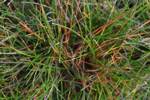 Deschampsia flexuosa