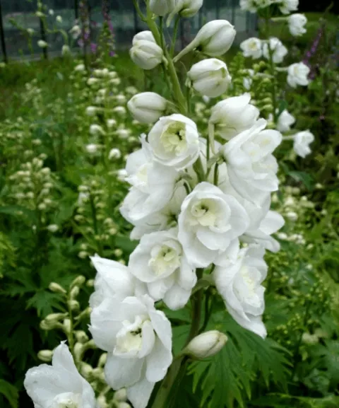 Delphinium (P) 'Galahad'