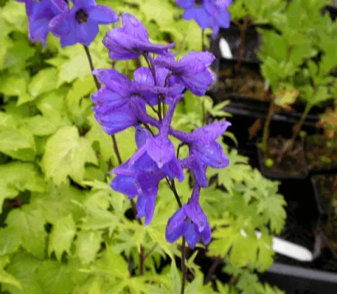 Delphinium grand. 'Blue Butterfly'