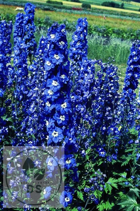Delphinium (P) 'King Arthur'