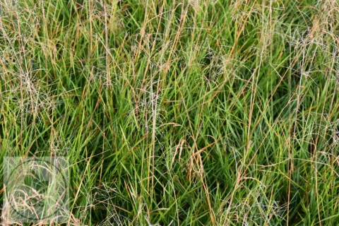 Deschampsia cesp. 'Palava'