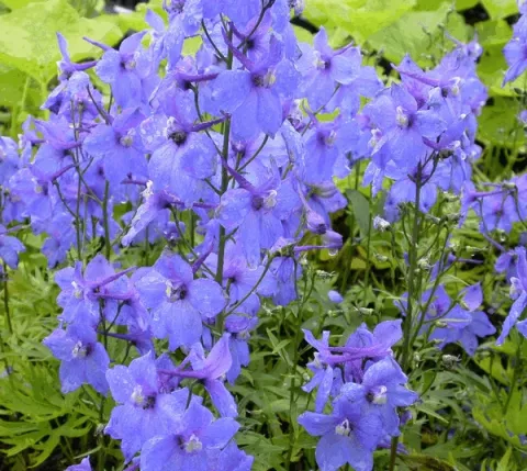 Delphinium (B) 'Piccolo'