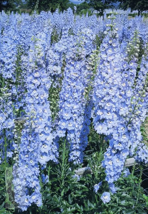 Delphinium (P) 'Summer Skies'