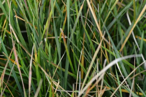 Deschampsia cesp. 'Tardiflora'