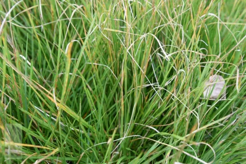 Deschampsia cesp. 'Tautraeger'