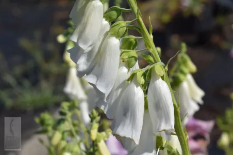 Digitalis purpurea 'Alba'