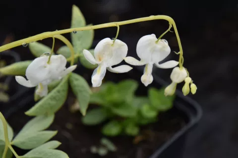 Dicentra spectabilis 'Alba'