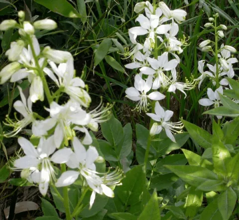 Dictamnus albus 'Albiflorus'