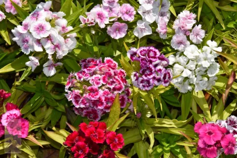Dianthus barbatus