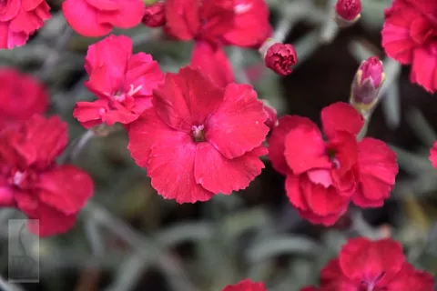 Dianthus grat. 'Bombardier'
