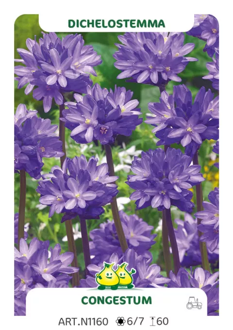 Dichelostemma congestum