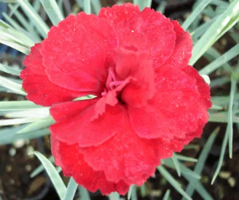 Dianthus (P) 'David'