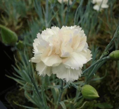 Dianthus (P) 'Devon Cream'