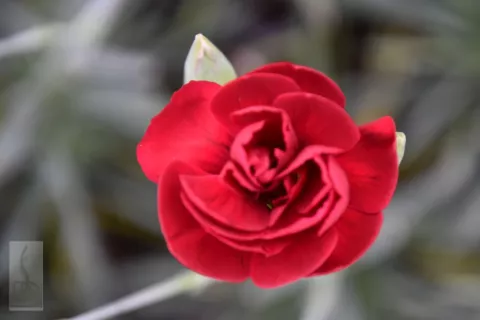 Dianthus (P) 'Desmond'