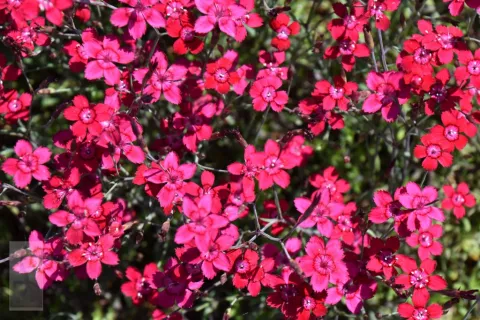 Dianthus delt. 'Flashing Light'