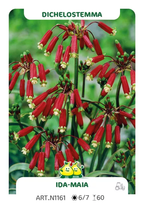 Dichelostemma ida-maia