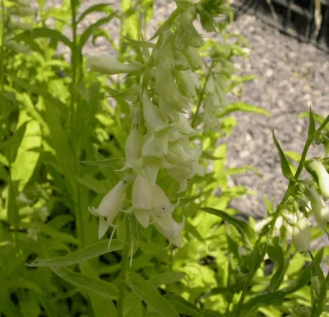 Digitalis lanata
