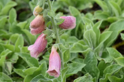 Digitalis mertonensis